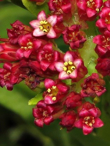 Crassula alba Forssk.