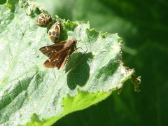 Cymaenes odilia
