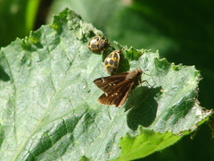 Cymaenes odilia