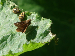Cymaenes odilia