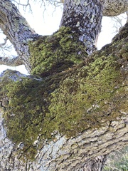 Homalothecium nuttallii