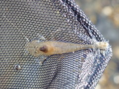 Crangon septemspinosa