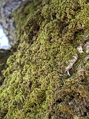 Homalothecium nuttallii