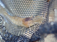 Crangon septemspinosa