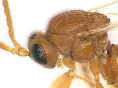 Andricus multiplicatus