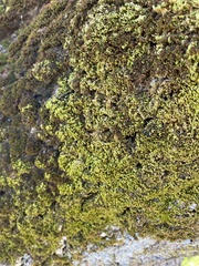 Homalothecium nuttallii