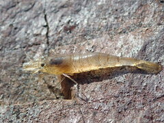 Crangon septemspinosa