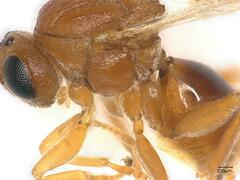 Andricus multiplicatus