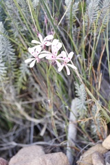 Pelargonium pinnatum