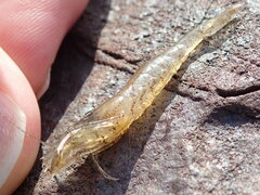 Crangon septemspinosa