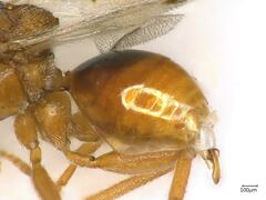 Andricus multiplicatus