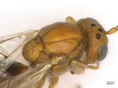 Andricus multiplicatus