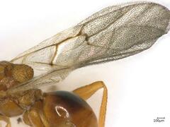 Andricus multiplicatus