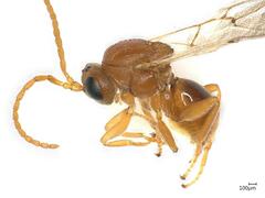 Andricus multiplicatus