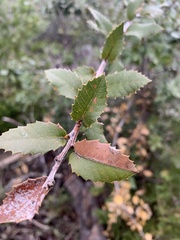 Quercus chrysolepis