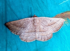 Nadagara xylotrema