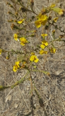 Holocarpha virgata virgata