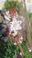 Asphodelus ramosus