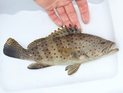 Epinephelus bleekeri