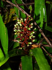 Aechmea melinonii