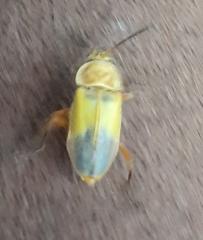 Chauliognathus plicatus