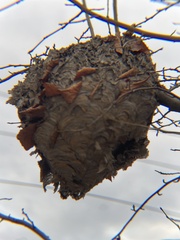 Dolichovespula maculata