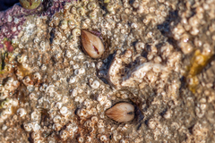 Striarca lactea