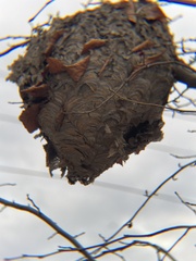Dolichovespula maculata