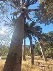 Jubaea chilensis