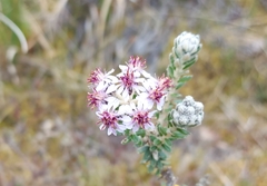 Linochilus phylicoides