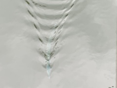 Tylosurus crocodilus