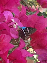 Astraptes fulgerator azul