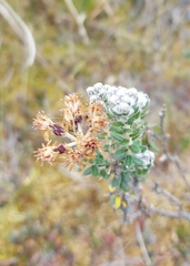 Linochilus phylicoides