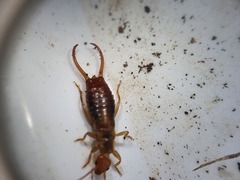Chelidurella