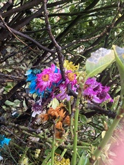 Rhododendron catawbiense