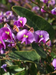 Hardenbergia
