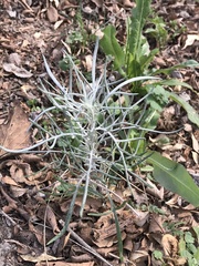 Senecio flaccidus
