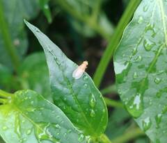 Chyromyidae