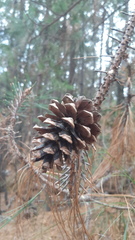 Pinus durangensis