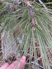 Pinus jeffreyi