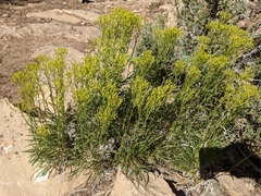 Solidagininae
