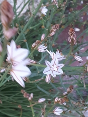 Asphodelus fistulosus