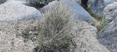 Carlowrightia arizonica