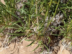 Solidagininae