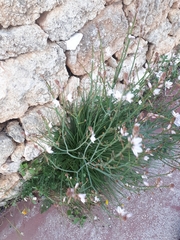 Asphodelus fistulosus
