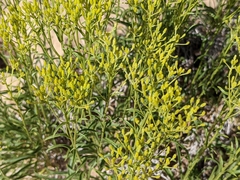 Solidagininae