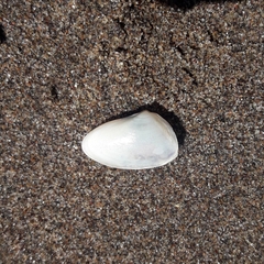 Amarilladesma mactroides