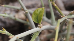 Carlowrightia arizonica