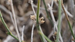 Carlowrightia arizonica