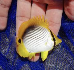 Chaetodon melannotus